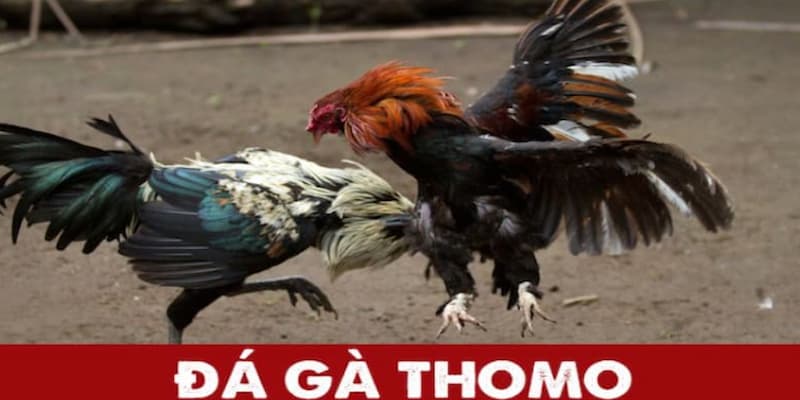 Ưu điểm độc quyền trong chọi gà Thomo online